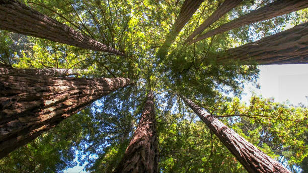 How Our Tree Care Process Works  in  Bret Harte, CA